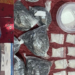 Nigerian Allegedly Arrested For Drug Possession, Distribution In South Africa 5 Nigerian Allegedly Arrested For Drug Possession, Distribution In South Africa