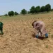 Kebbi Farmers Pay Back N2m Anchor Borrowers Loan 4 Kebbi Farmers Pay Back N2m Anchor Borrowers Loan