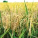 Bauchi Wheat Farmers Get 1,400 Hectares Of Land From FG