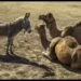 4 Animal Species Facing Extinction In Nigeria – Experts