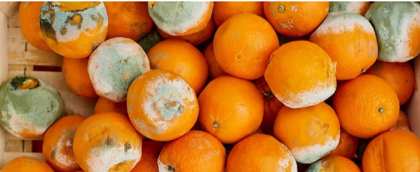11 Pupils Hospitalised Over Contaminated Meal In Osun 1 contaminated fod