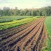 Leasing Land For Farming 5 Leasing Land For Farming