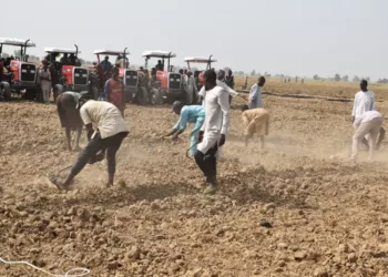 1.25m Mt 2023 Dry-season Wheat Farming Raises Hope Of Food Security