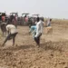 1.25m Mt 2023 Dry-season Wheat Farming Raises Hope Of Food Security