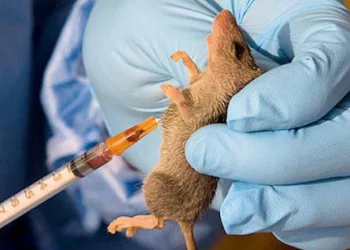 Lassa Fever: A Preventable Epidemic