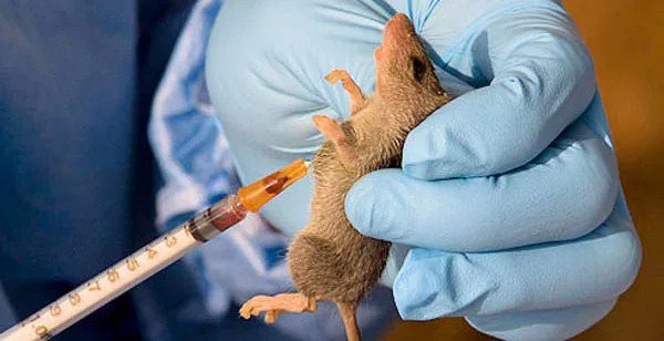 Lassa Fever