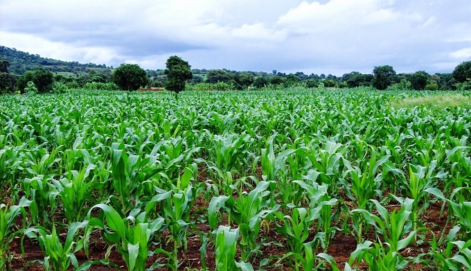 Need For Better Credit Structure For Exporters 1 maize plantation