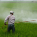 Expert Warns on Pesticide Policy Failings, Health Risks 3 Expert Warns on Pesticide Policy Failings, Health Risks