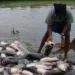 Fish Farmers Seek Proper Implementation Of 2024 Budget