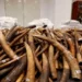 Nigeria Destroys 2.5 Tonnes Of Seized Elephant Tusks Worth $11.2m 5 Nigeria Destroys 2.5 Tonnes Of Seized Elephant Tusks Worth $11.2m