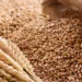Federal Gov’t Targets 472,000 Metric Tonnes In Dry Season Wheat Production