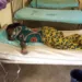 Cross River Moves To Control Cholera Outbreak In 2 LGAs