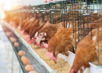 Chicken Shortage Looms As Hike In Poultry Feed Price Pushes Farmers To Brink