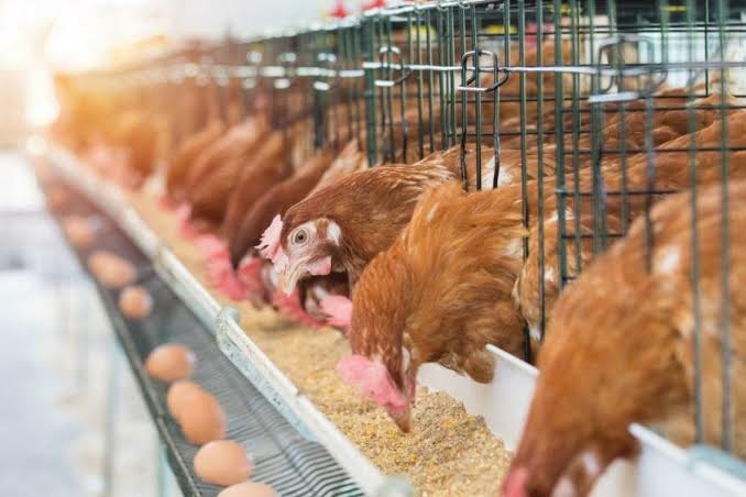 Chicken Shortage Looms As Hike In Poultry Feed Price Pushes Farmers To Brink 1 IMG 4962