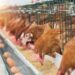 Chicken Shortage Looms As Hike In Poultry Feed Price Pushes Farmers To Brink 5 Chicken Shortage Looms As Hike In Poultry Feed Price Pushes Farmers To Brink