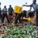 Kano Hisbah Board Confiscates 24,000 Bottles Of Beer 5 Kano Hisbah Board Confiscates 24,000 Bottles Of Beer
