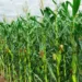 TELA Maize-release To Contribute To Food Nutrition In Nigeria – Experts 5 TELA Maize-release To Contribute To Food Nutrition In Nigeria – Experts