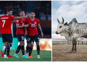 Despite Sacrificing Cow, Egypt Coach Blames Bad-luck For AFCON Exit