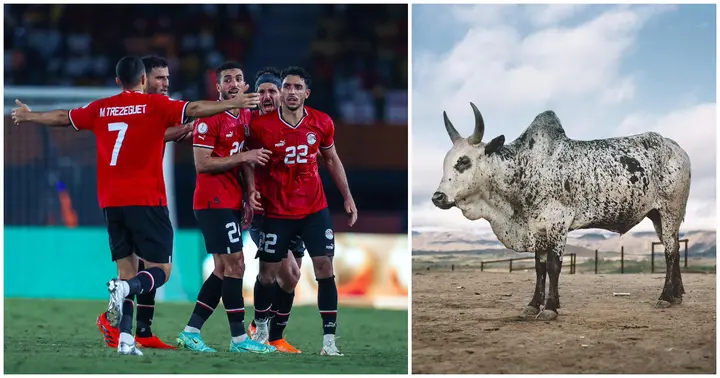 Egypt Knocked Out Of AFCON Despite Killing Cow For Sacrifice 1 egypt