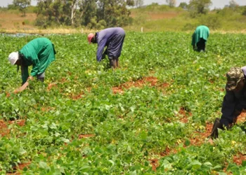 Lagos Farmers Seek Help Agianst Military Officers’ Invasion Of Land