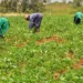Lagos Farmers Seek Help Agianst Military Officers’ Invasion Of Land
