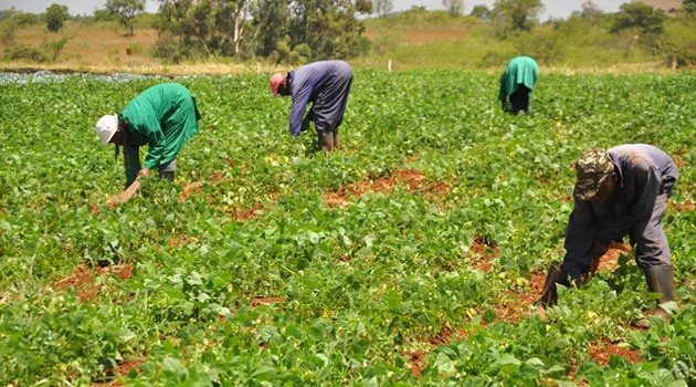 Lagos Farmers Seek Help Agianst Military Officers' Invasion Of Land 1 farmers 1 jpg