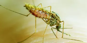 Cape Verde Reaches Malaria-Free Milestone
