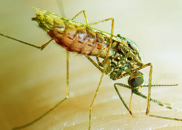 This photo shows an adult female Anopheles stephensi mosquito taking a blood meal.