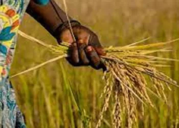 ‘Rice Farmers Unable To Meet Local Demands’