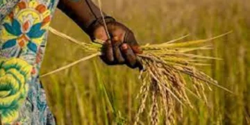 Business ‘Rice Farmers Unable To Meet Local Demands’