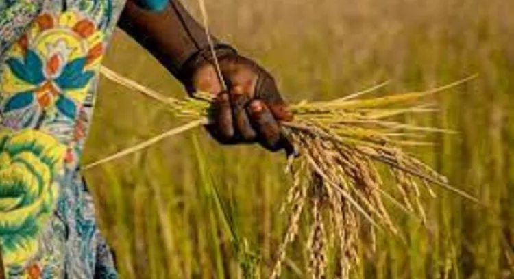 rice farmer