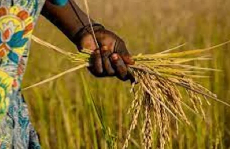 rice farmers