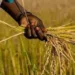 ‘Rice Farmers Unable To Meet Local Demands’