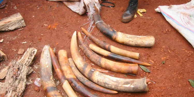 Sized elephant tusks in the East of Cameroon. Long viewed as a valuable commodity the illegal killing of elephants for ivory and meat has been identified as one of the species' major threats. The Central Africa region is the principal source of illegal ivory in trade today.