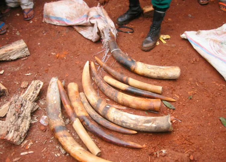 Sized elephant tusks in the East of Cameroon. Long viewed as a valuable commodity the illegal killing of elephants for ivory and meat has been identified as one of the species' major threats. The Central Africa region is the principal source of illegal ivory in trade today.