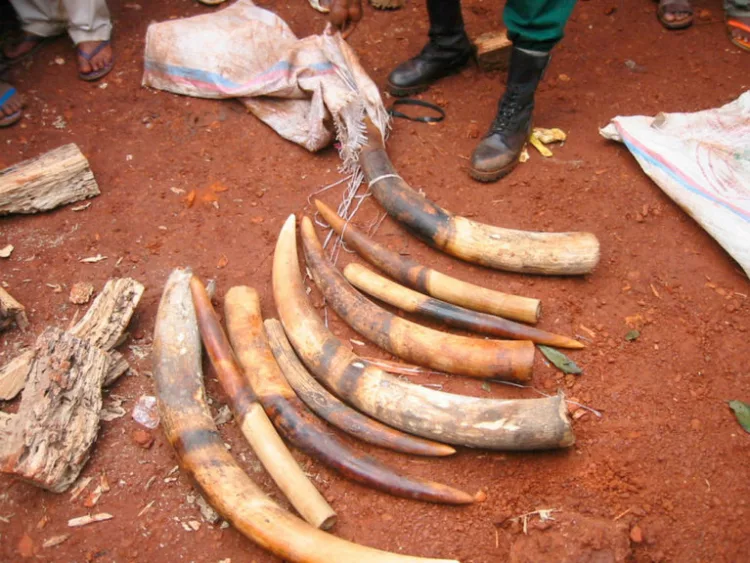 Sized elephant tusks in the East of Cameroon. Long viewed as a valuable commodity the illegal killing of elephants for ivory and meat has been identified as one of the species' major threats. The Central Africa region is the principal source of illegal ivory in trade today.