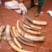 Wildlife Trafficking: FG DestrAoys 2.5 Tonnes Of Ivory, Elephant Tusks 4 Wildlife Trafficking: FG DestrAoys 2.5 Tonnes Of Ivory, Elephant Tusks