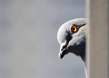 Pigeon Accused Of Being Chinese Spy Released After 8 Months In Police Custody 