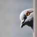 Pigeon Accused Of Being Chinese Spy Released After 8 Months In Police Custody 
