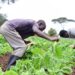 AQS, OGFZA Collaborate To Boost Agric Trade 5 AQS, OGFZA Collaborate To Boost Agric Trade
