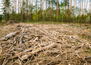 Kano Warns Against Illegal Felling Of Trees