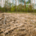 Kano Warns Against Illegal Felling Of Trees
