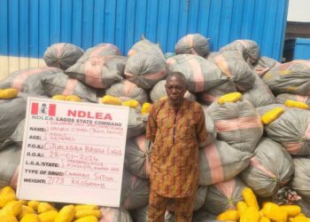 NDLEA Intercepts 14.5 Tons Of ‘Ghanaian Loud’ Linked To Wanted Lagos Drug Baron