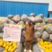 NDLEA Intercepts 14.5 Tons Of ‘Ghanaian Loud’ Linked To Wanted Lagos Drug Baron