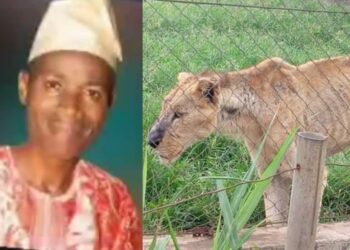 BREAKING: OAU VC Orders Investigation As Lion Kills Varsity Staff