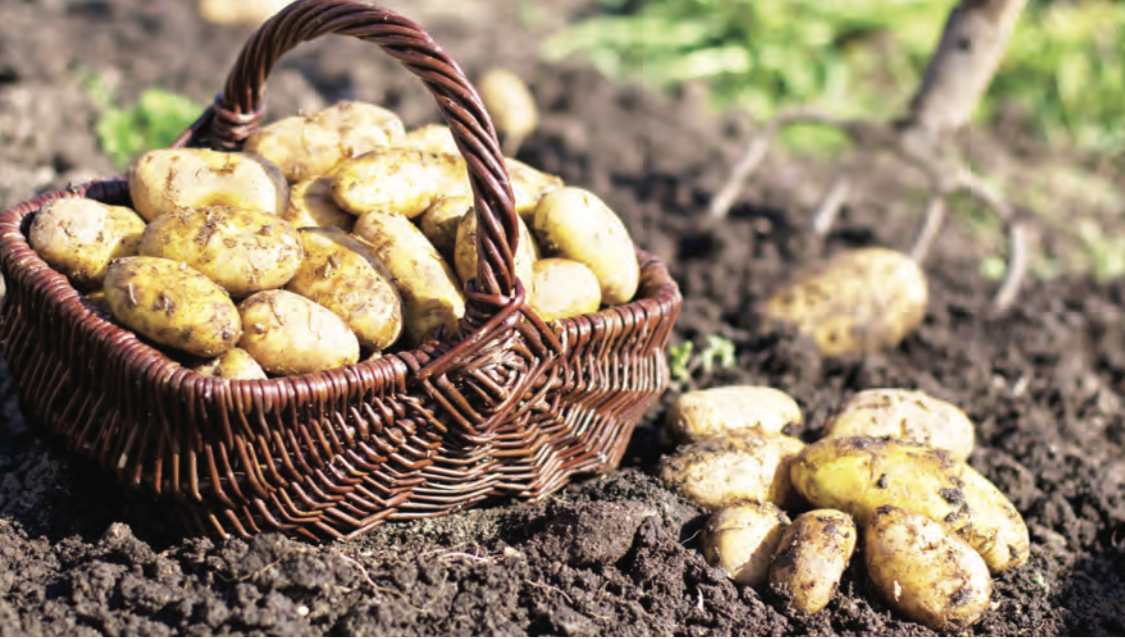 Making Money From Potatoes Farming