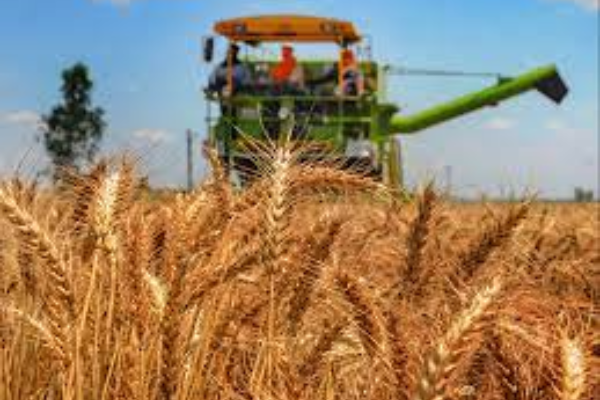 Association Supports Jigawa Farmers On Wheat Production 1 New Project 2024 02 08T152151.223