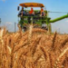 Association Supports Jigawa Farmers On Wheat Production 5 Association Supports Jigawa Farmers On Wheat Production