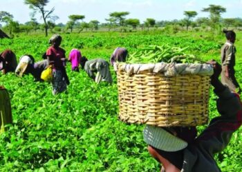 Theft Of Farm Produce Spreads Across Nigeria