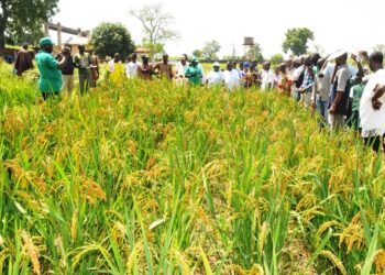 Kebbi Lauds Wacot Over Rice Outgrower Programme
